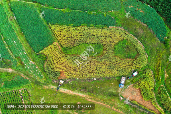 綠色農(nóng)田