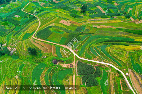 綠色農(nóng)田