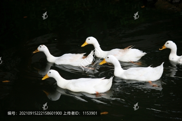 土鴨