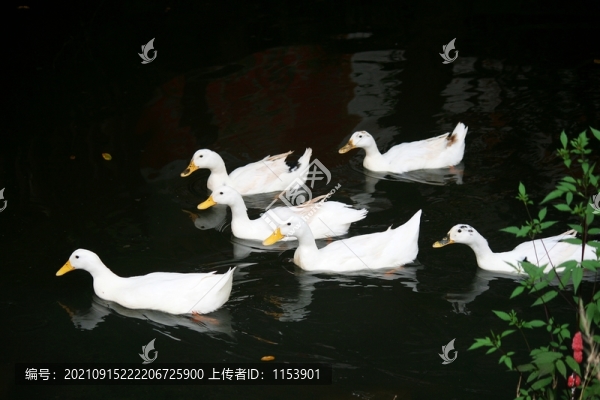 土鴨