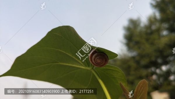 葉子上的蝸牛
