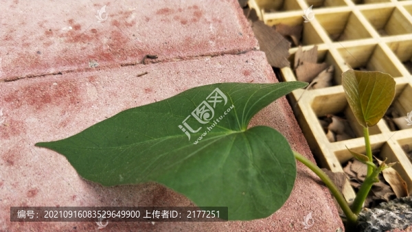 紅薯葉特寫