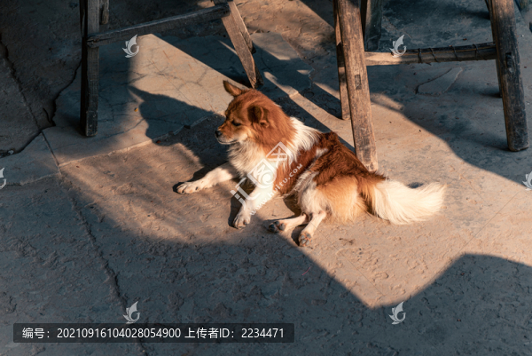 曬太陽的狗