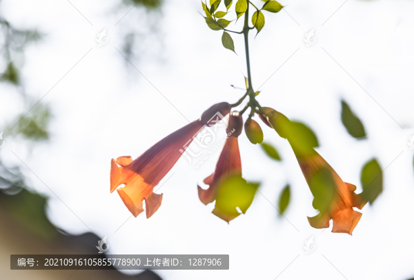 凌霄花