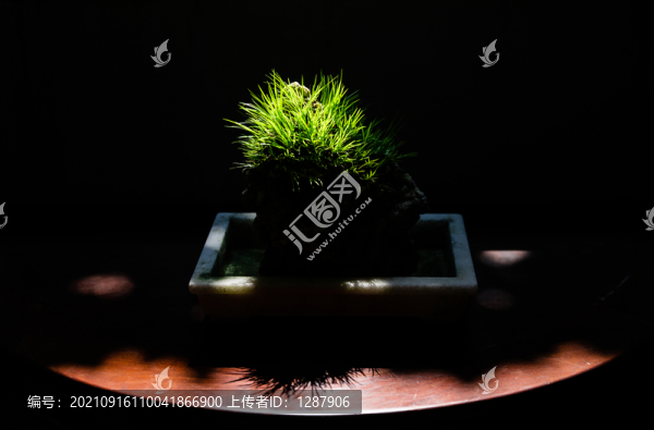 盆栽綠植