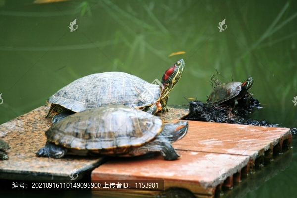 烏龜