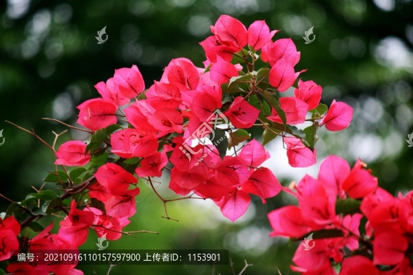 三角梅