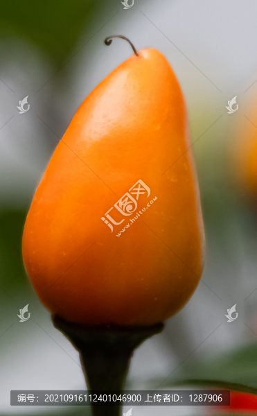 乳茄