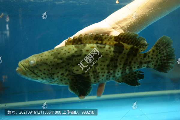 老虎斑
