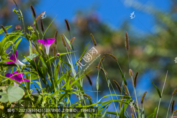 喇叭花