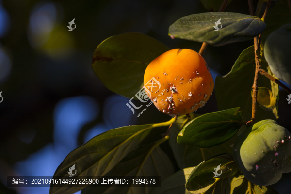 柿子