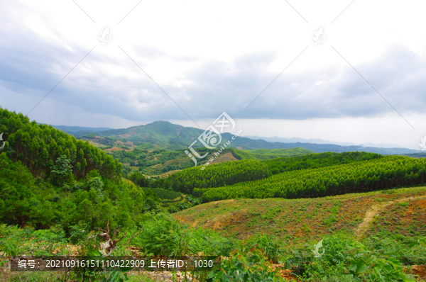 經(jīng)濟林桉樹林
