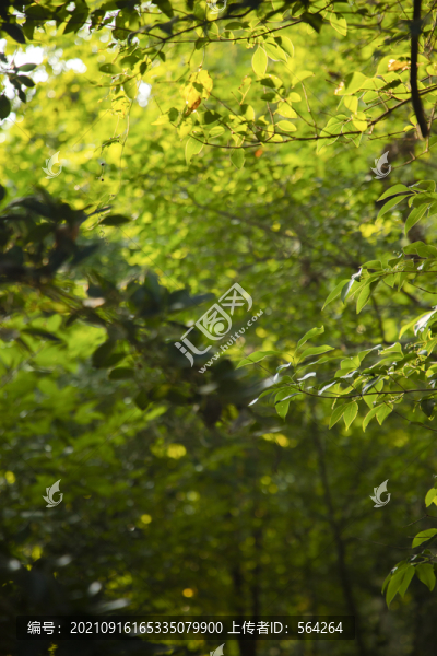 綠色夏日滿枝椏樹葉