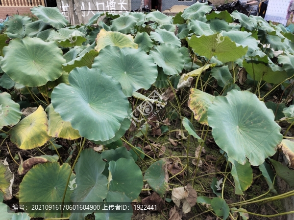 蓮藕葉