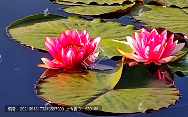 連花