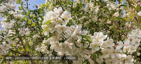 白海棠