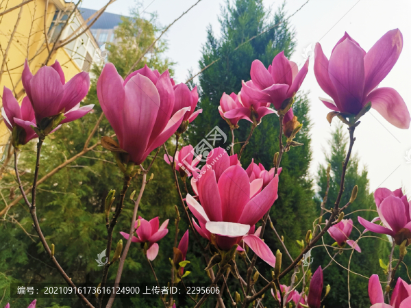 玉蘭花