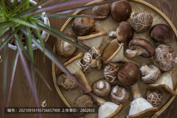 食用菌香菇花菇
