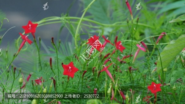 蔦蘿松