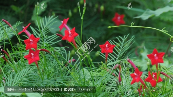 蔦蘿松