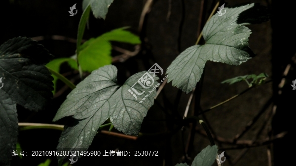 啤酒花