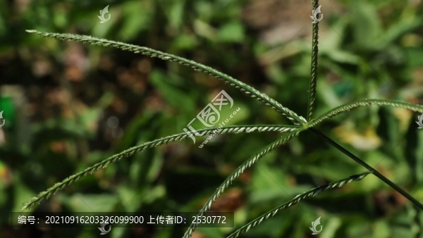 牛筋草