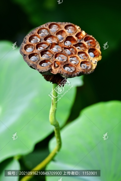 蓮蓬