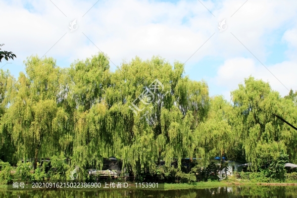 公園垂柳