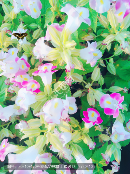 藍豬耳
