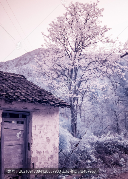 江西婺源紅外風(fēng)光