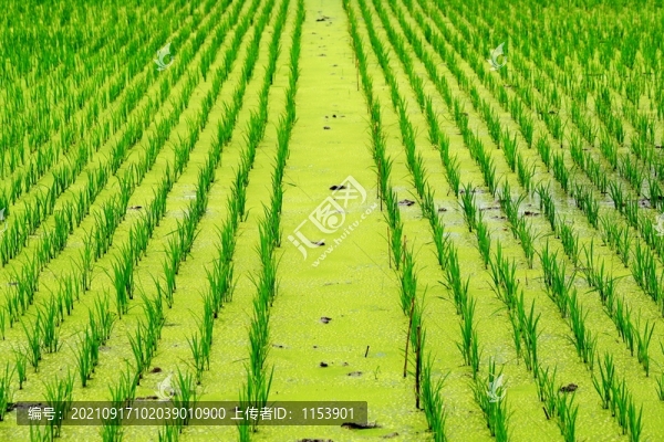 秧田