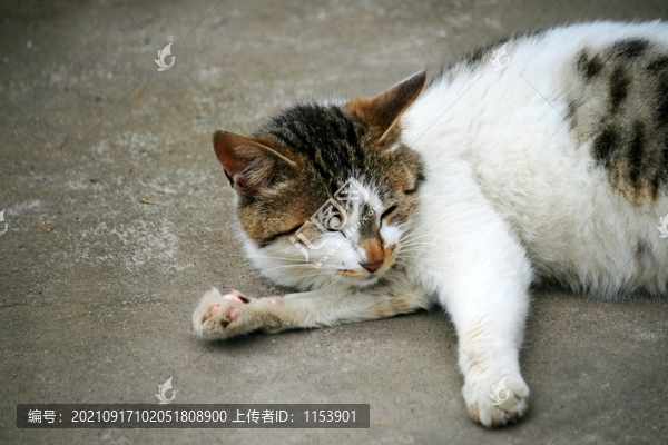 小花貓