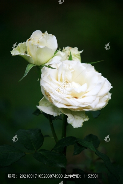 月季花