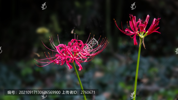 盛開的彼岸花