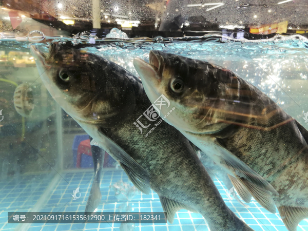 草魚