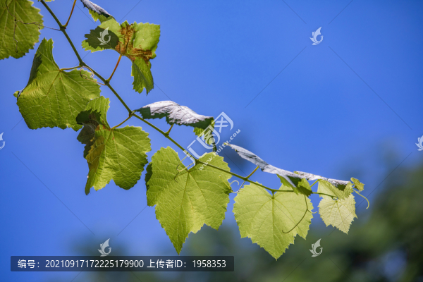 逆光綠葉