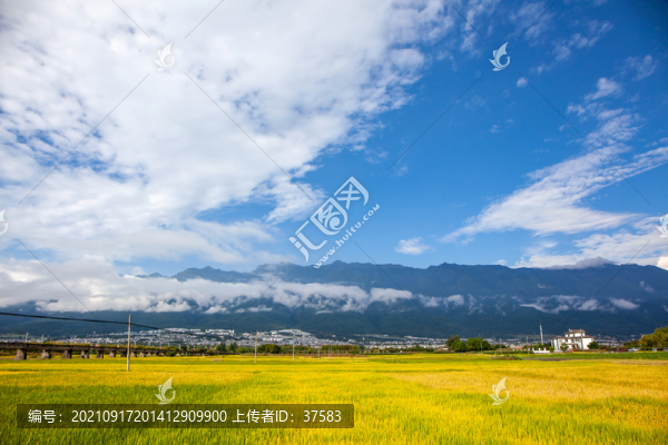 稻田