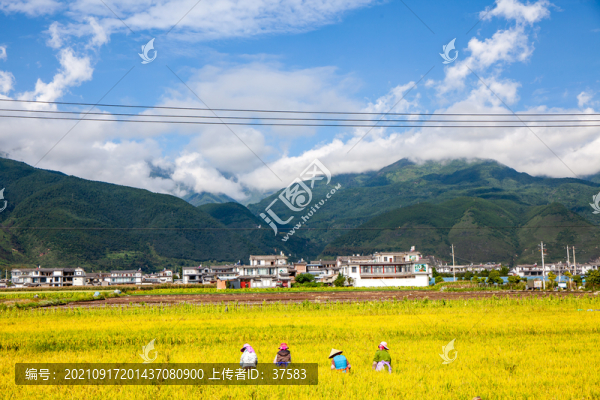 稻田
