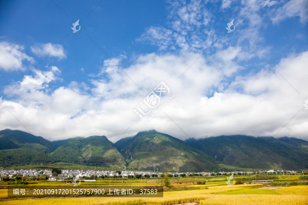 稻田