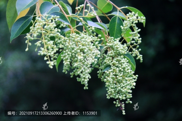 女貞