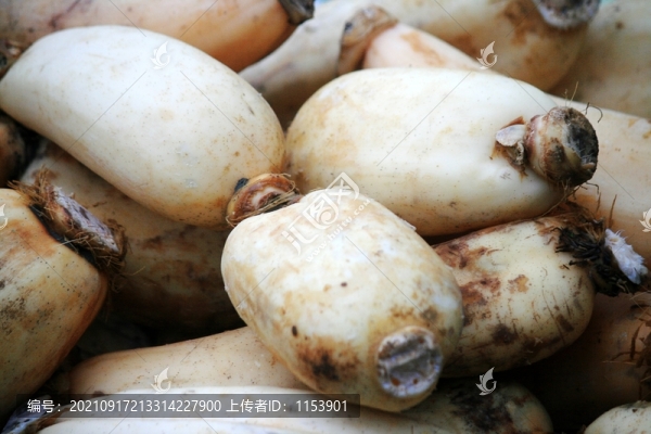 蓮藕