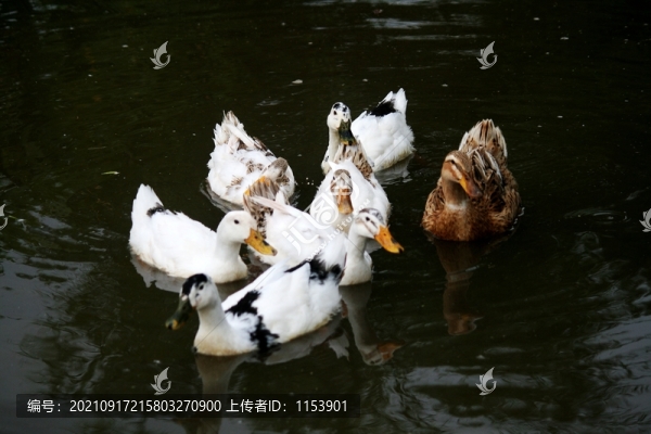 土鴨