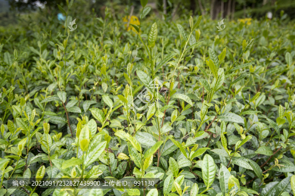茶葉