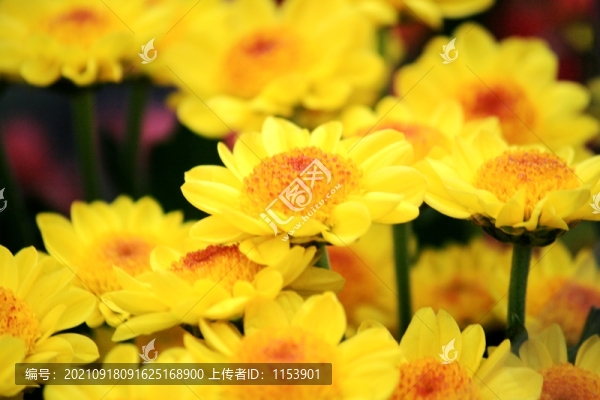 金雞菊