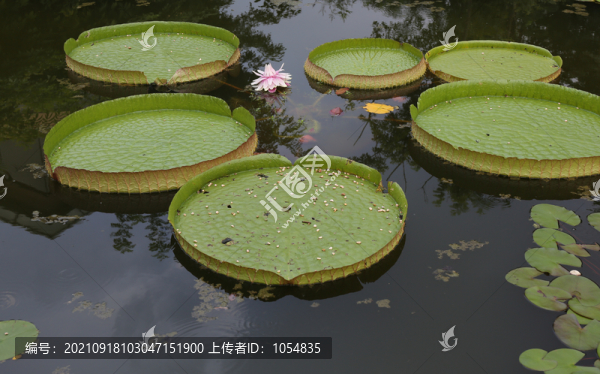 睡蓮大王蓮