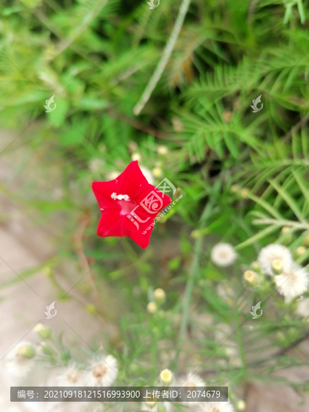 五角星花