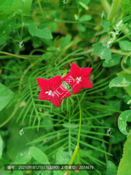五角星花