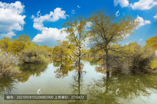 內(nèi)蒙古額濟(jì)納金秋黃葉金塔胡楊林