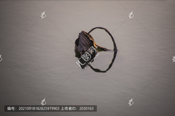 枯荷