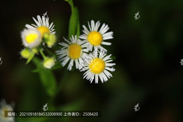 雛菊